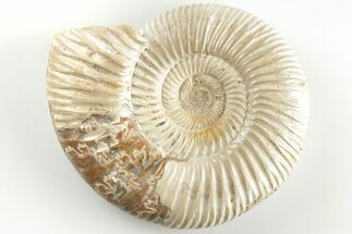 2.6" Polished Jurassic Ammonite (Perisphinctes) - Madagascar - Fossil #203871