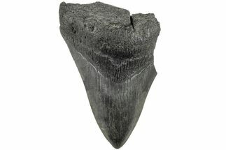 3.69" Partial Megalodon Tooth - Fossil #194053