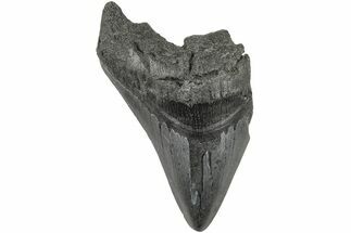3.72" Partial Megalodon Tooth - Fossil #194054