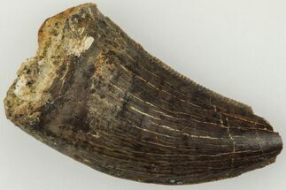 Serrated, .78" Tyrannosaur (Nanotyrannus?) Tooth - Montana - Fossil #204053