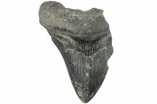 Partial Megalodon Tooth - South Carolina #194037