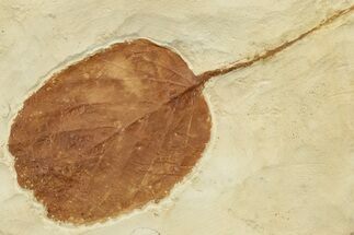 Paleocene Fossil Leaf (Unidentified) - Montana #204018