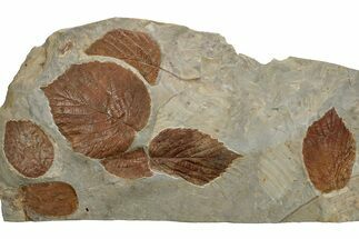 Seven Fossil Leaves (Zizyphoides, Beringiaphyllum & Davidia) -Montana #204023