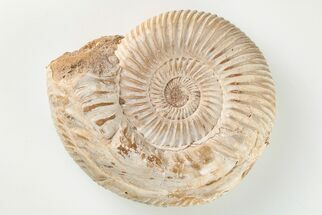 Polished Jurassic Ammonite (Perisphinctes) - Madagascar #203881
