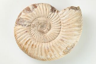 Polished Jurassic Ammonite (Perisphinctes) - Madagascar #203885