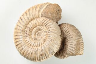 Two Polished Jurassic Ammonites (Perisphinctes) - Madagascar #203890