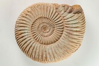 Iridescent Jurassic Ammonite (Perisphinctes) Fossil - Madagascar #203938