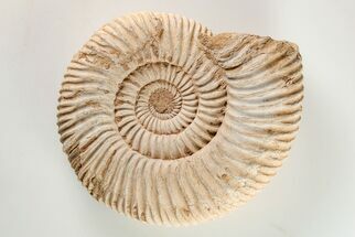 3.65" Jurassic Ammonite (Perisphinctes) Fossil - Madagascar - Fossil #203943