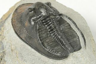 1.9" Harpid (Scotoharpes) Trilobite - Boudib, Morocco - Fossil #204076