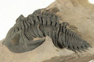 2" Metacanthina Trilobite - Lghaft, Morocco - Fossil #204077