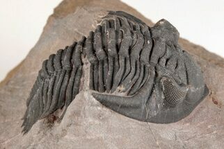 1.3" Metacanthina Trilobite - Lghaft, Morocco - Fossil #204160