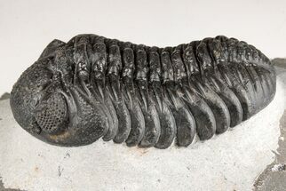 2.1" Pedinopariops Trilobite With Good Eyes - Mrakib, Morocco - Fossil #204163