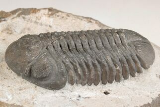 1.6" Austerops Trilobite - Jorf, Morocco  - Fossil #204215