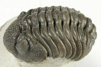 1.9" Detailed Morocops Trilobite Fossil - Morocco - Fossil #204229