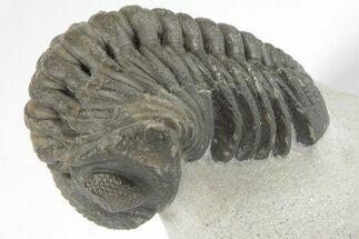 2.3" Detailed Austerops Trilobite - Excellent Eyes - Fossil #204228