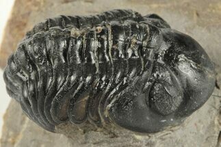 1.5" Detailed Reedops Trilobite - Atchana, Morocco - Fossil #204129