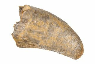 1.28" Tyrannosaur (Nanotyrannus?) Tooth - Montana - Fossil #204187