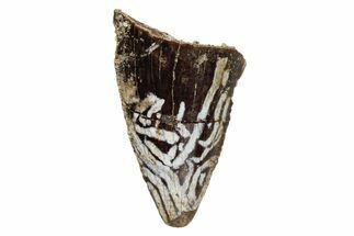 Serrated, Small Theropod (Raptor) Tooth Tip - Montana #204236