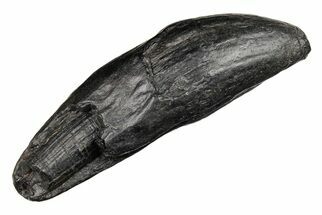 Huge, 6.7" Fossil Sperm Whale (Scaldicetus) Tooth - South Carolina - Fossil #204276