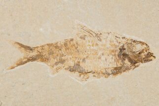 4.1" Detailed Fossil Fish (Knightia) - Wyoming - Fossil #204482