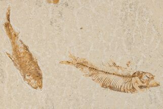 Two Detailed Fossil Fish (Knightia) - Wyoming - Fossil #204486