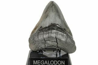 Serrated, Fossil Megalodon Tooth - Huge Meg Tooth #204585