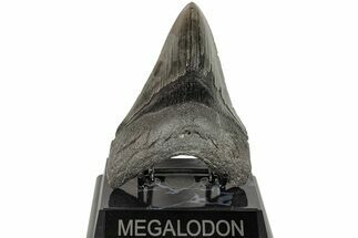Fossil Megalodon Tooth - South Carolina #204594