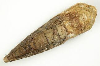1.85" Real Spinosaurus Tooth - Real Dinosaur Tooth - Fossil #204458