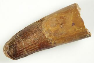 2.6" Real Spinosaurus Tooth - Feeding Worn Tip - Fossil #204478