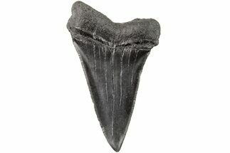 2.22" Fossil Broad-Toothed "Mako" Tooth - South Carolina - Fossil #204774