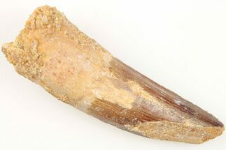 2.54" Real Spinosaurus Tooth - Real Dinosaur Tooth - Fossil #204503