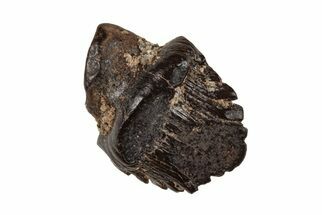 Fossil Pachycephalosaur Tooth - Montana #204638