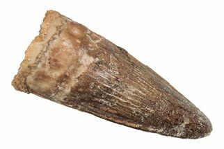 1.28" Baby Spinosaurus Tooth - Real Dinosaur Tooth - Fossil #204361