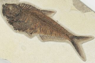 8.7" Detailed, Fossil Fish (Diplomystus) - Wyoming - Fossil #203210