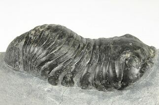 Bargain, 3.1" Wenndorfia Trilobite - Bou Lachrhal, Morocco - Fossil #204490