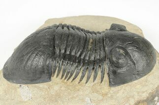 2.6" Detailed Paralejurus Trilobite - Atchana, Morocco - Fossil #204492