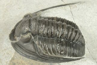 1.3" Proetid (Diademaproetus) Trilobite - Morocco - Fossil #204499