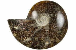 3.4" Polished Ammonite (Cleoniceras) Fossil - Madagascar - Fossil #205100