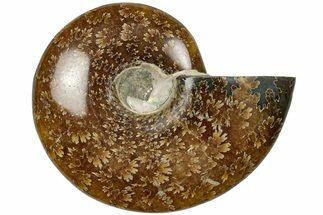 3.4" Polished Ammonite (Cleoniceras) Fossil - Madagascar - Fossil #205102