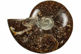 4.05" Polished Ammonite (Cleoniceras) Fossil - Madagascar - Fossil #205105
