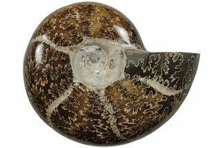 Polished Ammonite (Desmoceras) Fossil - Madagascar #205109