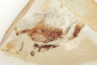Partial, Miocene Pea Crab (Pinnixa) Fossil - California #205072