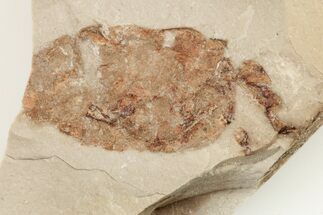 Partial, .65" Miocene Pea Crab (Pinnixa) Fossil - California - Fossil #205074