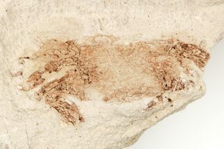 .6" Miocene Pea Crab (Pinnixa) Fossil - California - Fossil #205081