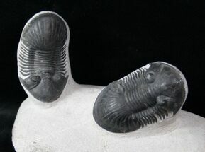 Two Large Paralejurus Trilobites - Beautiful Display #12813