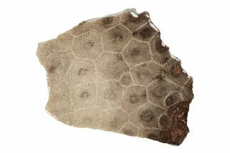 2.7" Polished Petoskey Stone (Fossil Coral) Slab - Michigan - Fossil #204813