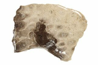 Polished Petoskey Stone (Fossil Coral) Slab - Michigan #204827