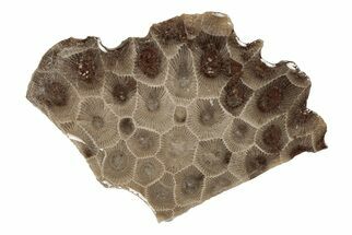 Polished Petoskey Stone (Fossil Coral) Slab - Michigan #204839