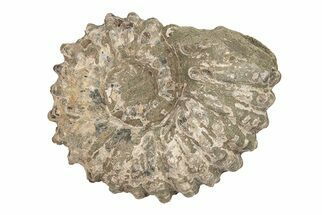 Bumpy Ammonite (Douvilleiceras) Fossil - Madagascar #205045