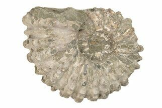 Bumpy Ammonite (Douvilleiceras) Fossil - Madagascar #205051
